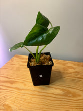 Load image into Gallery viewer, 287. Alocasia Macrorrhiza Variegated