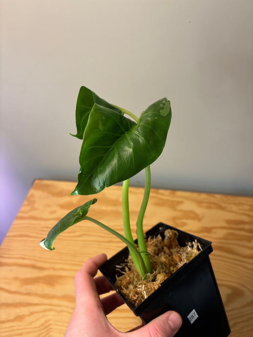 287. Alocasia Macrorrhiza Variegated
