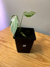 Load image into Gallery viewer, 288. Monstera Deliciosa Albo Variegated