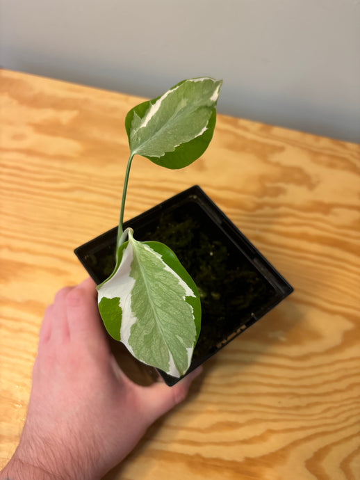 288. Monstera Deliciosa Albo Variegated