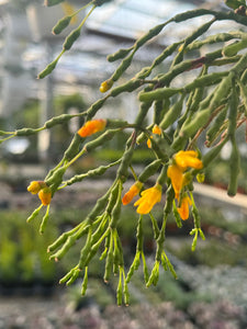 Rhipsalis Salicornioides