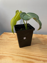 Load image into Gallery viewer, 60. Philodendron Glorious