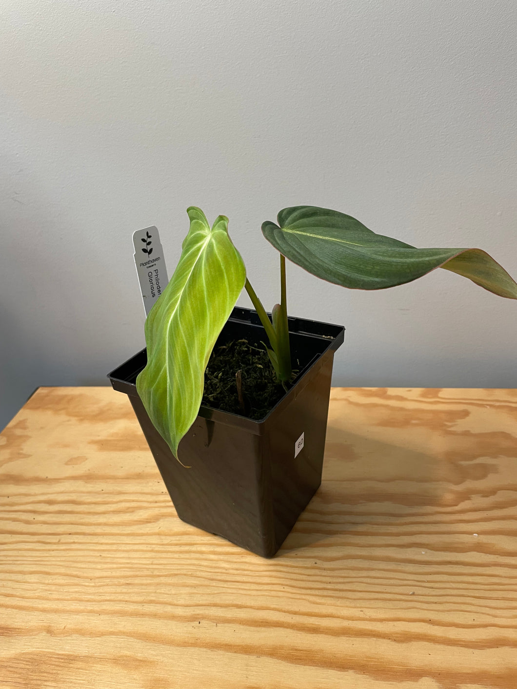 60. Philodendron Glorious