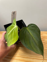 Load image into Gallery viewer, 60. Philodendron Glorious