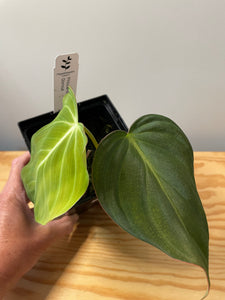 60. Philodendron Glorious
