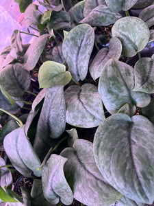 Scindapsus Pictus 'Silver Cloud' 4”