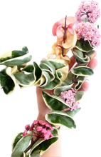 Load image into Gallery viewer, Hoya Carnosa Compacta Albo Variegated Large