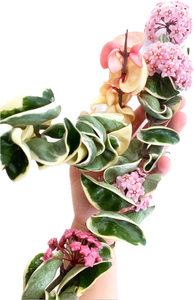 Hoya Carnosa Compacta Albo Variegated Large