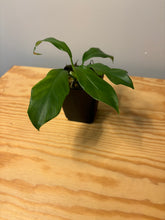 Load image into Gallery viewer, 101. Philodendron sp.