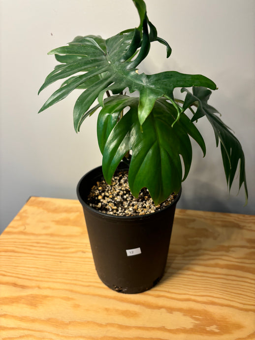 12. Philodendron Tahiti (large)