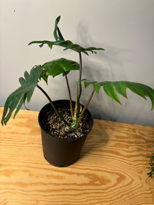 12. Philodendron Tahiti (large)