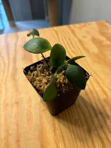 106. Hoya Pallilimba