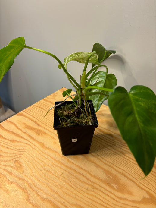 107. Philodendron Giganteum Variegated ‘Blizzard’