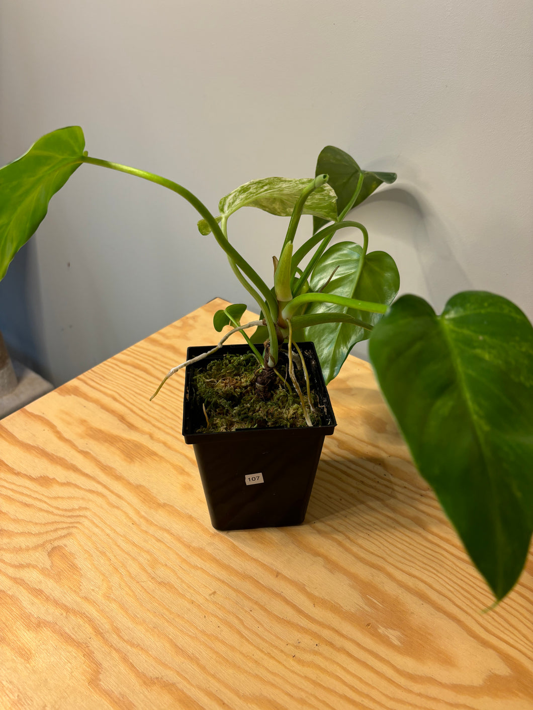 107. Philodendron Giganteum Variegated ‘Blizzard’