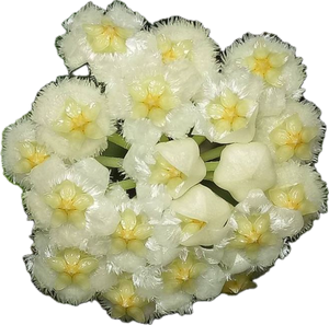 Hoya Lacunosa Variegated