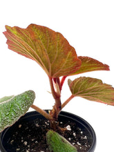 Load image into Gallery viewer, Begonia ‘Art Hodes’