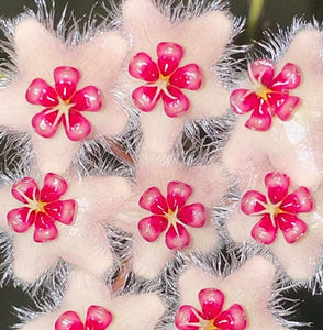 Hoya Caudata 'Sumatra'