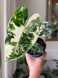 Alocasia Frydek Variegated