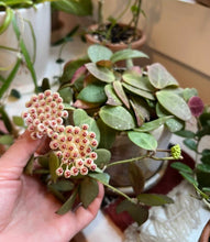 Load image into Gallery viewer, Hoya Walliniana UT-152