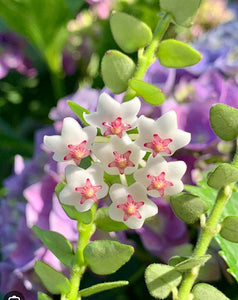 Hoya Chinghungensis