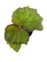 Load image into Gallery viewer, Begonia ‘Art Hodes’