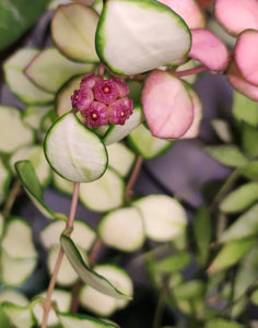 Hoya Heuschkeliana Inner Variegated