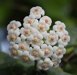 Hoya Rotundiflora