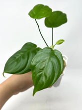 Load image into Gallery viewer, Philodendron Tenue