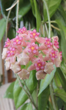 Load image into Gallery viewer, Hoya UT-038 ‘Flores Island’