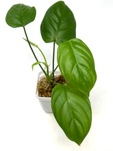 Load image into Gallery viewer, Philodendron Tenue